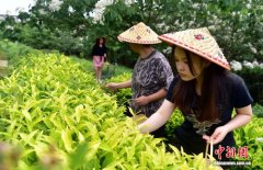 留学生武夷山沉浸式体验中