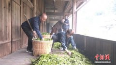 福建武夷山正山小种制作工